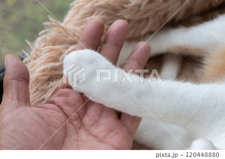 猫の手と人の手 茶トラ白 猫の手と人の手 茶トラ白 120448880