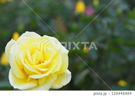 バラの花 120448984
