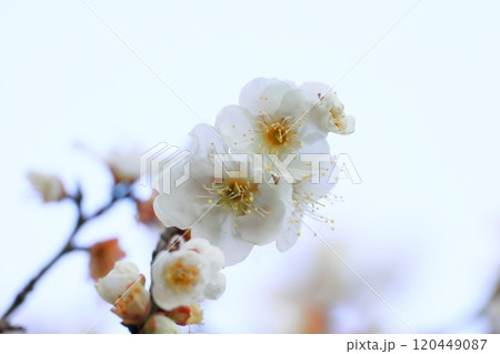 春の訪れを告げる梅の花 120449087