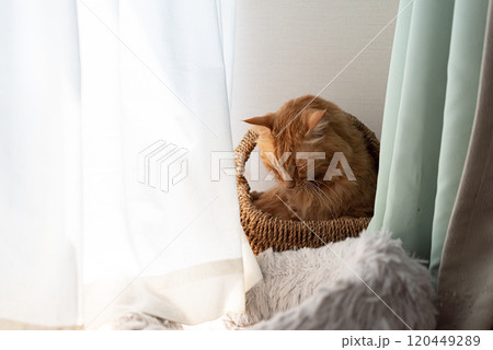 窓辺の猫　茶トラ猫 120449289