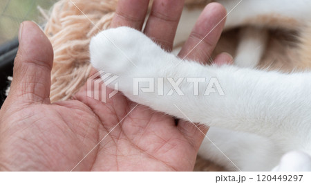 猫の手と人の手 茶トラ白 猫の手と人の手 茶トラ白 120449297