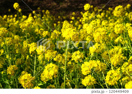 菜の花 菜の花 120449409