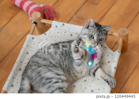 猫じゃらしで遊ぶ猫 サバトラ猫 猫じゃらしで遊ぶ猫 サバトラ猫 120449445