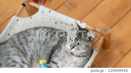 猫じゃらしで遊ぶ猫 サバトラ猫 猫じゃらしで遊ぶ猫 サバトラ猫 120449448