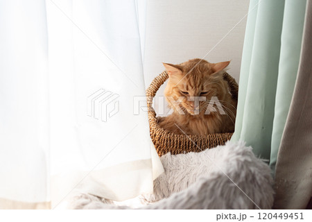 窓辺の猫 茶トラ猫 窓辺の猫 茶トラ猫 120449451