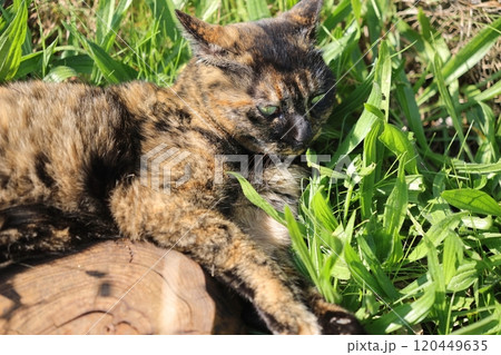 広場で遊ぶさび猫 120449635