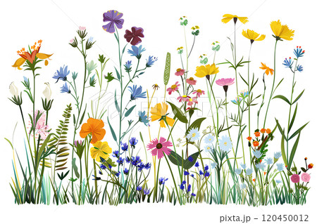 カラフルな野生の草花 カラフルな野生の草花 120450012