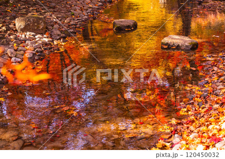 秋色に染まる水面と紅葉 早出公園 秋色に染まる水面と紅葉 早出公園 120450032