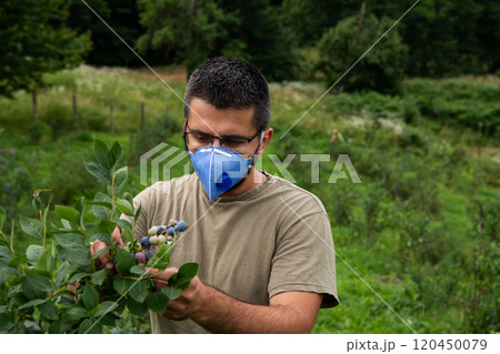 Farmer in a Protective Mask Inspecting Blueberry Quality and Checking for Pests on His Small Farm. Farmer in a Protective Mask Inspecting Blueberry Quality and Checking for Pests on His Small Farm. 120450079