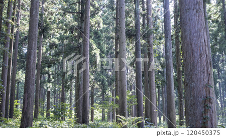 杉を育てるイメージ　奥大山周辺 120450375
