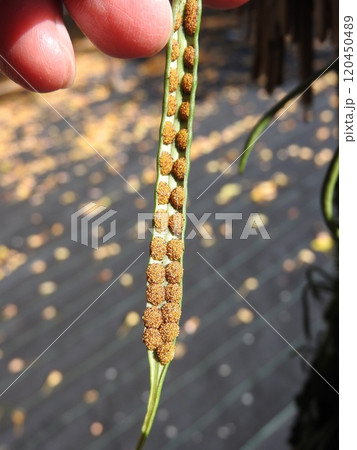 着生植物「ノキシノブ（軒忍）」：葉裏の胞子嚢 120450489
