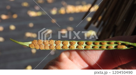 着生植物「ノキシノブ（軒忍）」：葉裏の胞子嚢 120450490