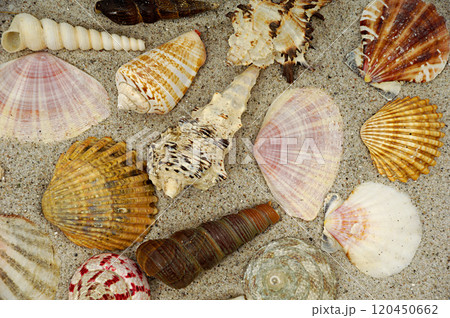 Shells in the sand 120450662