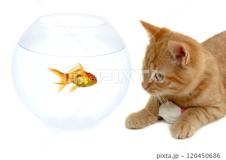 Cat fish and mouse isolated on white background Cat fish and mouse isolated on white background 120450686