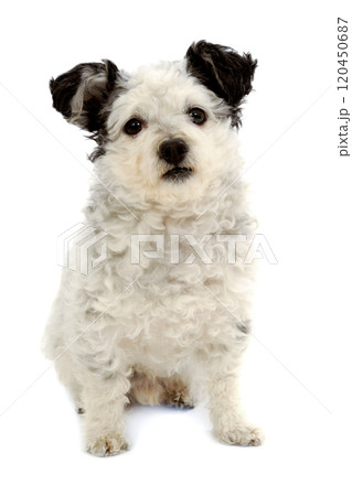 Small dog sitting on white background 120450687