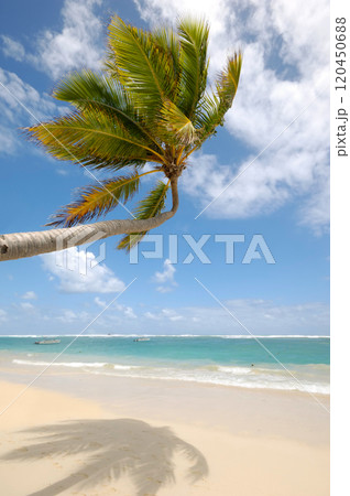 Palm hanging over exotic caribbean beach 120450688