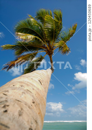 Palm at exotic beach in caribbean 120450689