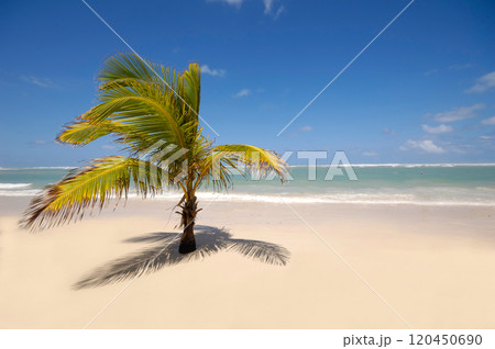 Caribbean beach with palm and white sand 120450690