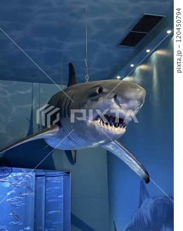 Suspended Shark Model in Ocean-Themed Room 120450794
