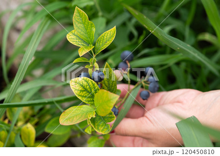 Close Up of a Womans Hand Gently Picking Fresh Blueberries in the Sunlit Garden Close Up of a Womans Hand Gently Picking Fresh Blueberries in the Sunlit Garden 120450810
