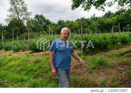 Senior Farmer Walking Through His Fields of Corn, Raspberries, and Blueberries. Senior Farmer Walking Through His Fields of Corn, Raspberries, and Blueberries. 120451067