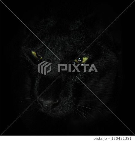 Black cat on black background Black cat on black background 120451351