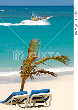 Sun lounger and palm on beach Sun lounger and palm on beach 120451369