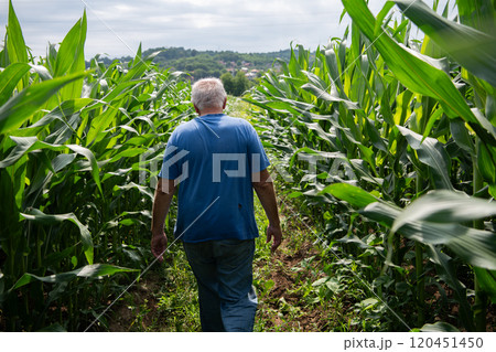 Senior Farmer Walking Through His Fields of Corn, Raspberries, and Blueberries. Senior Farmer Walking Through His Fields of Corn, Raspberries, and Blueberries. 120451450