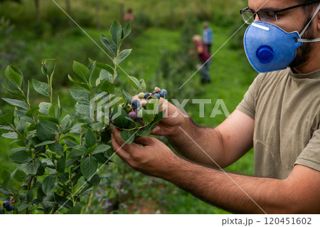 Farmer in a Protective Mask Inspecting Blueberry Quality and Checking for Pests on His Small Farm. 120451602