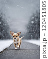 チワワ　雪 120451805