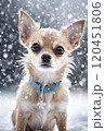 チワワ　雪 120451806