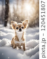 チワワ　雪 120451807