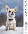 チワワ　雪 120451808