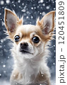 チワワ　雪 120451809
