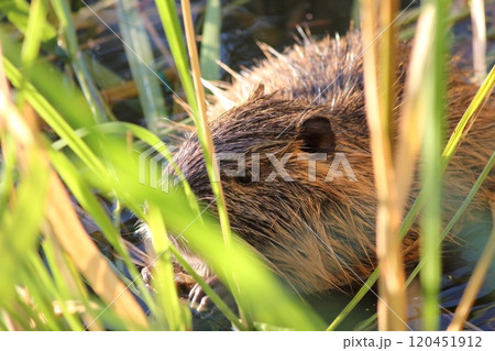 草を食べるヌートリア 120451912