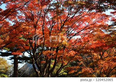 紅葉、伊香保の上ノ山公園にて 紅葉、伊香保の上ノ山公園にて 120452065