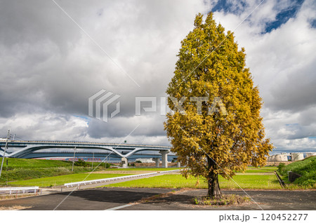 田園の中に立つメタセコイア 京都府八幡市 田園の中に立つメタセコイア 京都府八幡市 120452277