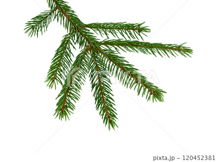 Pine branch isolated 120452381