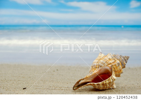Conch shell on beach 120452438