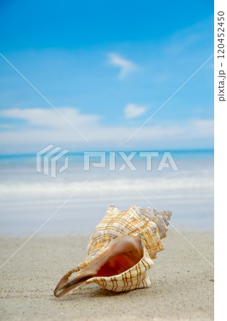 Conch shell on beach Conch shell on beach 120452450