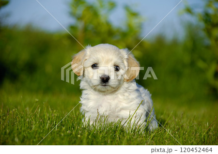 Bichon Havanais puppy dog 120452464