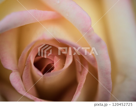 10月に咲いた美しいピンク色のバラの花「ピース」 10月に咲いた美しいピンク色のバラの花「ピース」 120452725