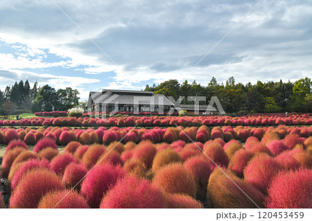 国営みちのく杜の湖畔公園のコキア 120453459