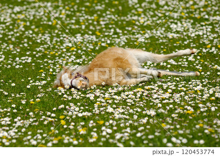 Horse foal resting on flower field 120453774