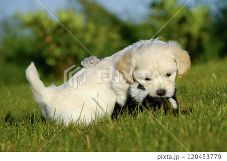 puppies are fighting and playing puppies are fighting and playing 120453779