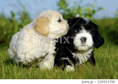 Black and white puppy dogs Black and white puppy dogs 120453780