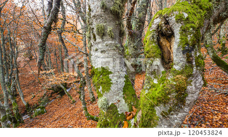 Hayedo de la Pedrosa Natural Protected Area, Spain Hayedo de la Pedrosa Natural Protected Area, Spain 120453824