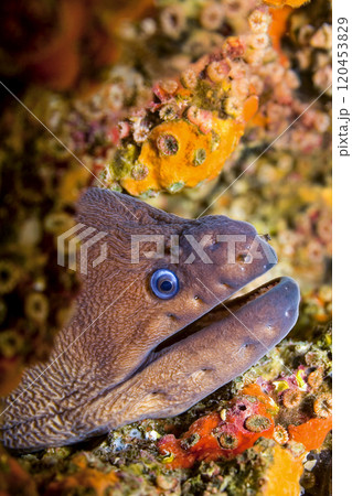 Moray Eel, Cabo Cope-Puntas del Calnegre Natural Park, Spain 120453829