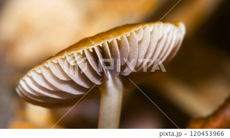 Wild Mushroom, Sierra de Guadarrama National Park, Spain 120453966