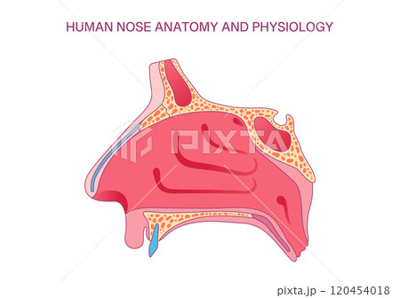Human Nose Anatomy and Physiology Diagram: Detailed Illustration of Nasal Structure for Medical and Educational Use Human Nose Anatomy and Physiology Diagram: Detailed Illustration of Nasal Structure for Medical and Educational Use 120454018